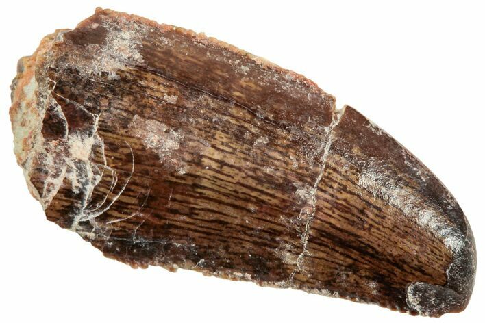 Serrated Abelisaurid Tooth - Dekkar Formation, Morocco #252289